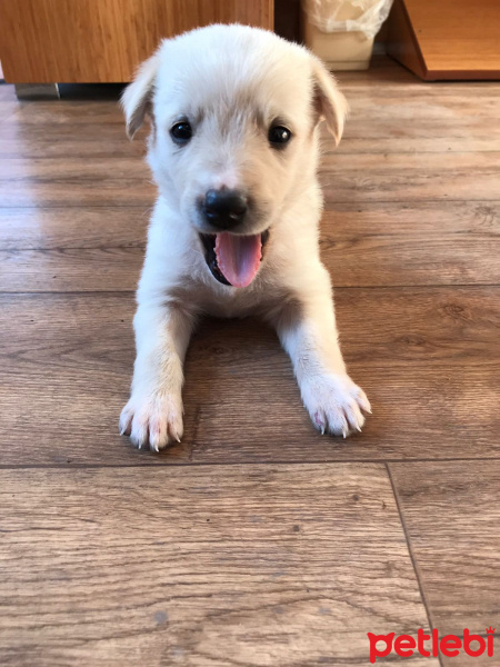 Golden Retriever, Köpek  White fotoğrafı