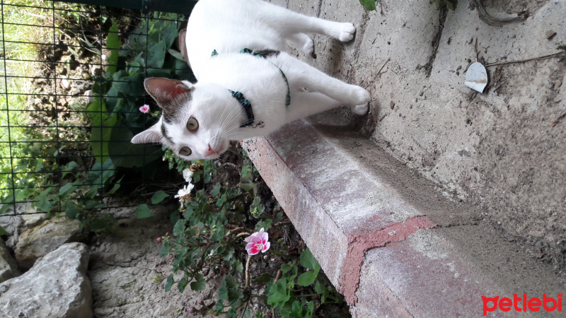 Tekir Kedi, Kedi  Sıtkı fotoğrafı