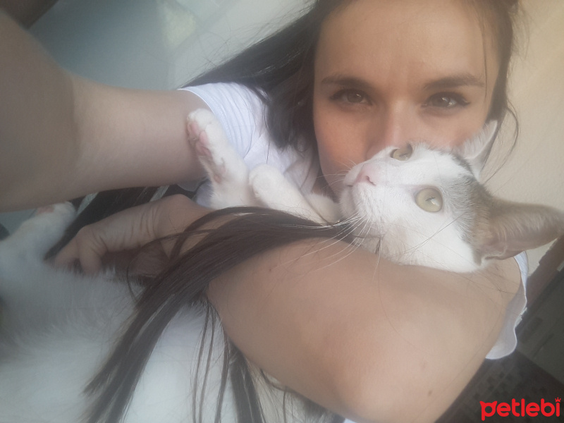 Tekir Kedi, Kedi  Sıtkı fotoğrafı