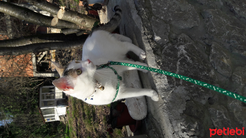 Tekir Kedi, Kedi  Sıtkı fotoğrafı