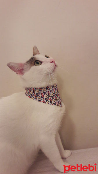 Tekir Kedi, Kedi  Sıtkı fotoğrafı