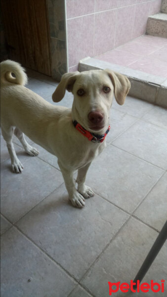 Labrador Retriever, Köpek  YEŞİLE BAHÇELİ EVDE YUVA ARIYORUZ!!!! fotoğrafı