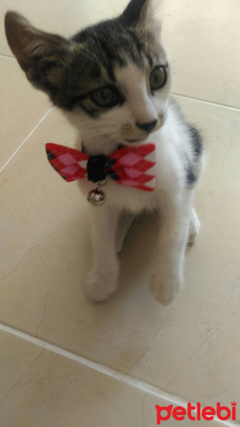 Tekir Kedi, Kedi  Chappie fotoğrafı