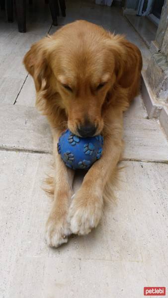 Golden Retriever, Köpek  Rex fotoğrafı