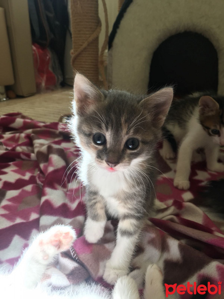 Tekir Kedi, Kedi  ÇITIR fotoğrafı