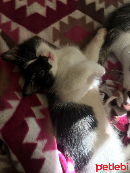 Tekir Kedi, Kedi  KARABİBER fotoğrafı