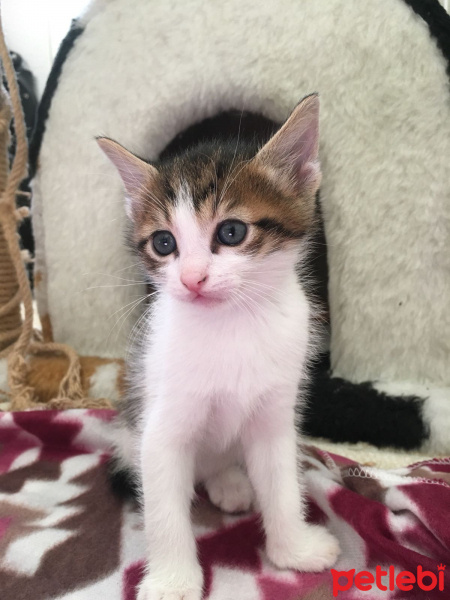 Tekir Kedi, Kedi  BEHLÜL fotoğrafı