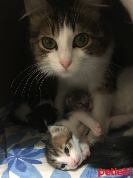 Tekir Kedi, Kedi  Boncuk fotoğrafı