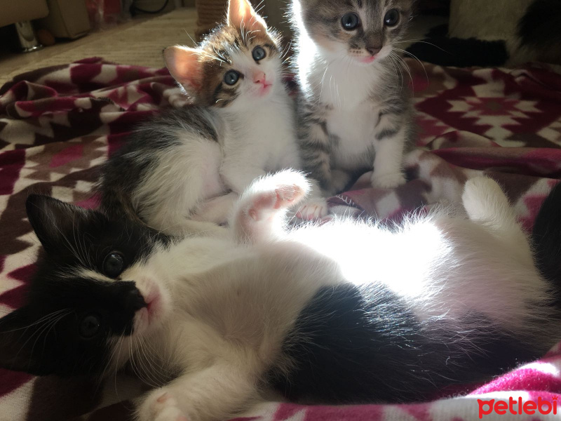 Tekir Kedi, Kedi  Boncuk fotoğrafı