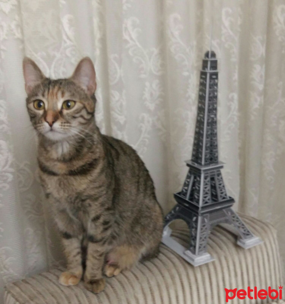 Tekir Kedi, Kedi  Lucy fotoğrafı