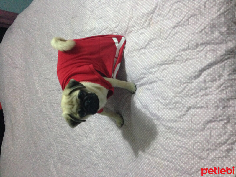 Pug, Köpek  Rio fotoğrafı