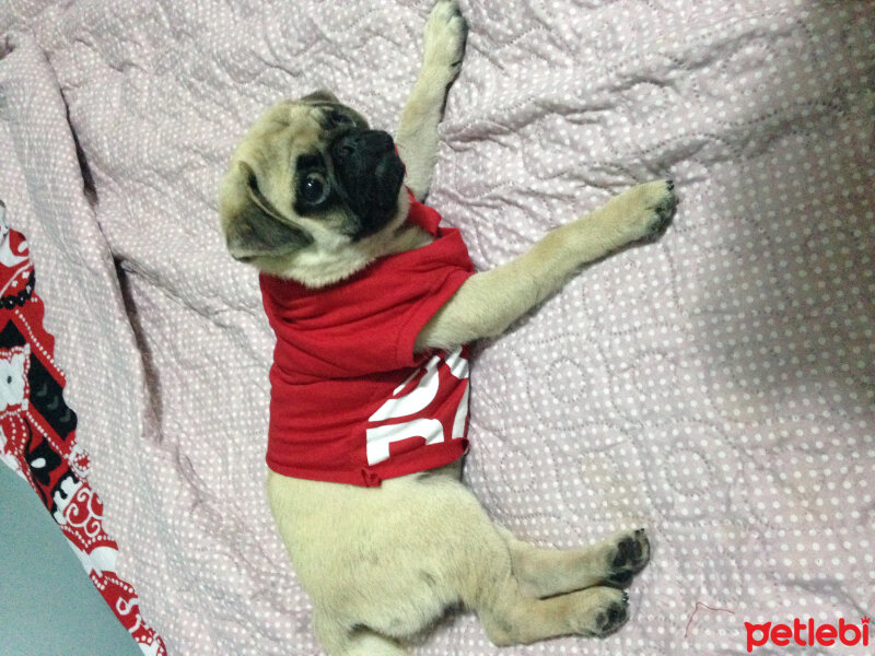 Pug, Köpek  Rio fotoğrafı