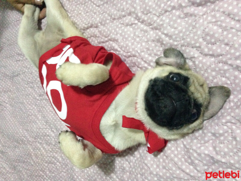 Pug, Köpek  Rio fotoğrafı