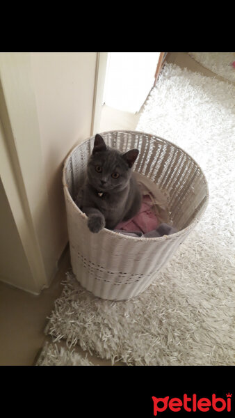 British Shorthair, Kedi  Ares fotoğrafı