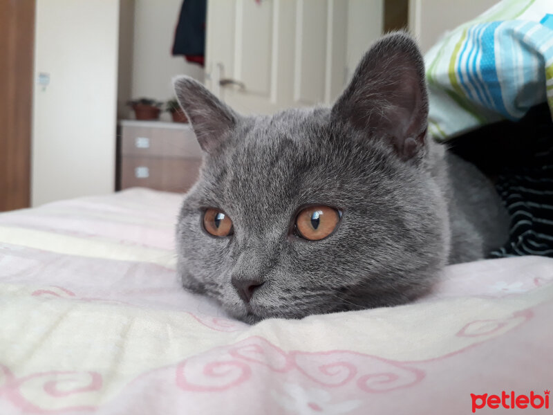 British Shorthair, Kedi  Ares fotoğrafı