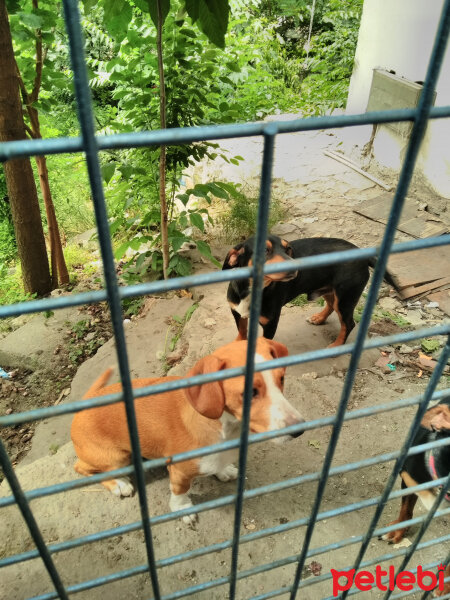 Fox Terrier (Smooth), Köpek  2 adet trier fotoğrafı