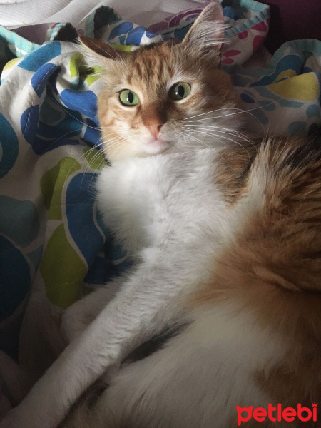 Tekir Kedi, Kedi  Daisy fotoğrafı