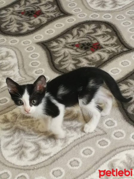 Tuxedo (Smokin) Kedi, Kedi  atahan fotoğrafı