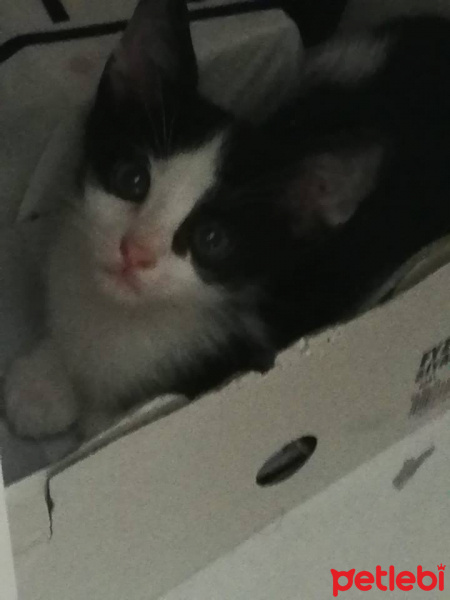 Tuxedo (Smokin) Kedi, Kedi  atahan fotoğrafı