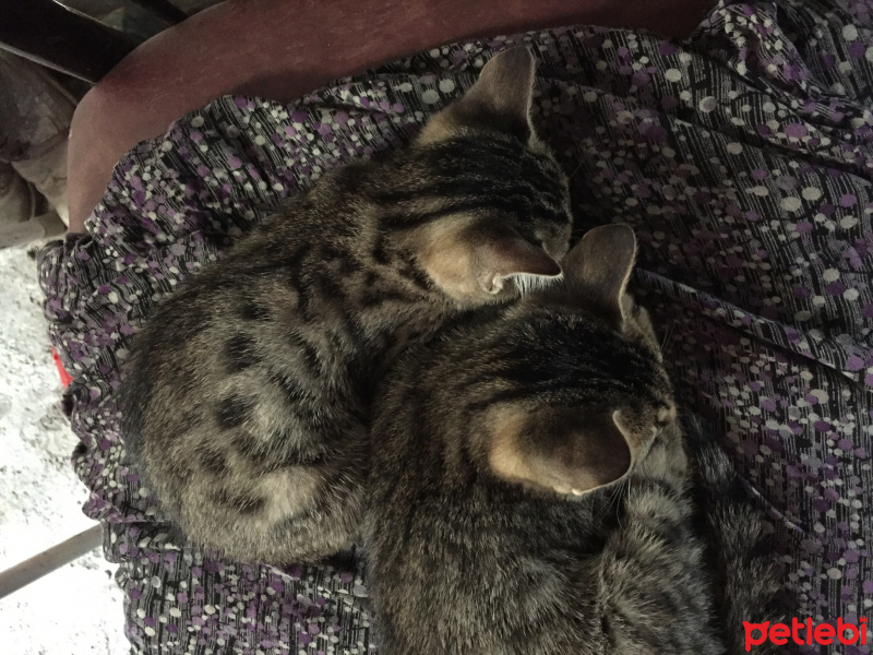 Tekir Kedi, Kedi  Minik fotoğrafı