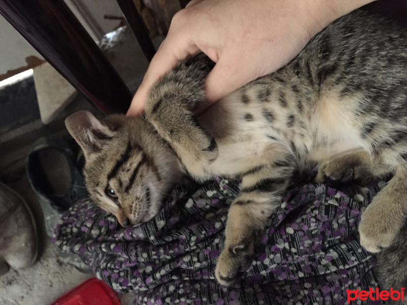 Tekir Kedi, Kedi  Minik fotoğrafı