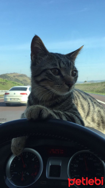 Tekir Kedi, Kedi  Ateş fotoğrafı