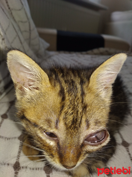 Tekir Kedi, Kedi  Mecnun fotoğrafı