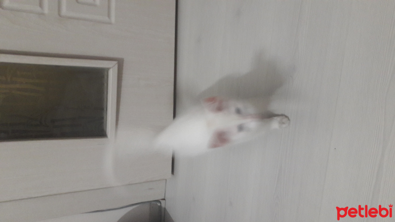 Van Kedisi, Kedi  Boncuk fotoğrafı