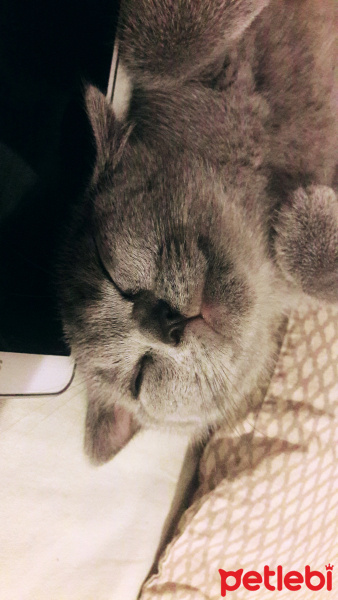 British Shorthair, Kedi  leo fotoğrafı