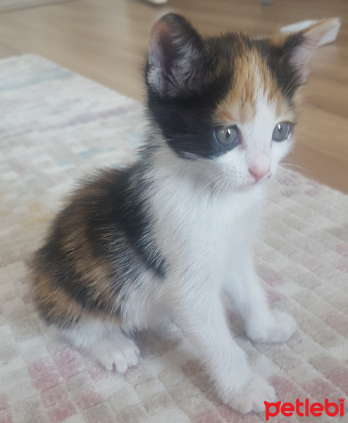 Tekir Kedi, Kedi  Çakıl fotoğrafı