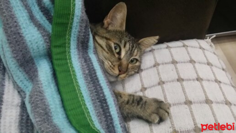 Tekir Kedi, Kedi  tüylü fotoğrafı