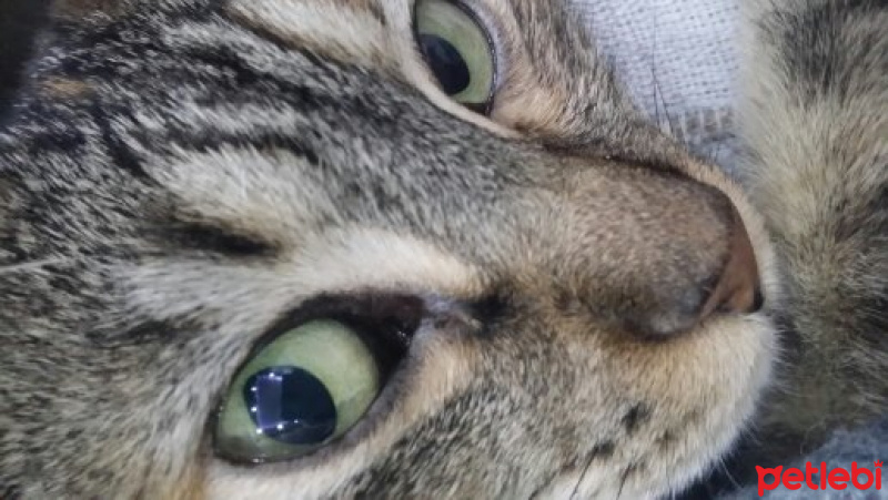 Tekir Kedi, Kedi  tüylü fotoğrafı