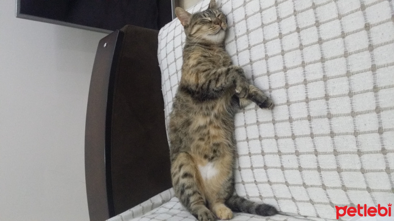Tekir Kedi, Kedi  tüylü fotoğrafı