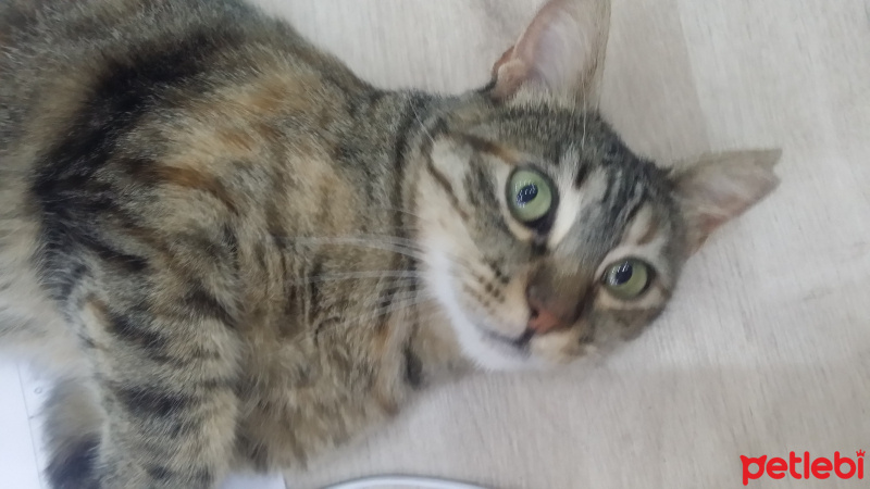 Tekir Kedi, Kedi  tüylü fotoğrafı