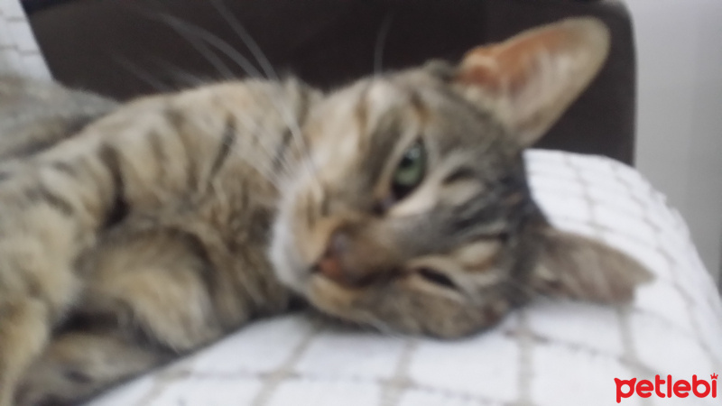 Tekir Kedi, Kedi  tüylü fotoğrafı