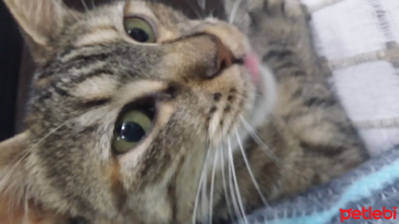 Tekir Kedi, Kedi  tüylü fotoğrafı