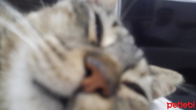 Tekir Kedi, Kedi  tüylü fotoğrafı