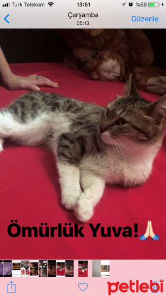 Tekir Kedi, Kedi  Vanilya fotoğrafı