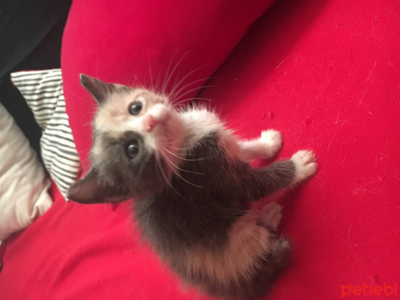 Tekir Kedi, Kedi  Vanilya fotoğrafı