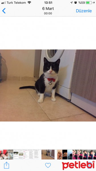 Tekir Kedi, Kedi  Vanilya fotoğrafı