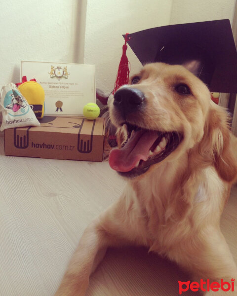 Golden Retriever, Köpek  Hera fotoğrafı