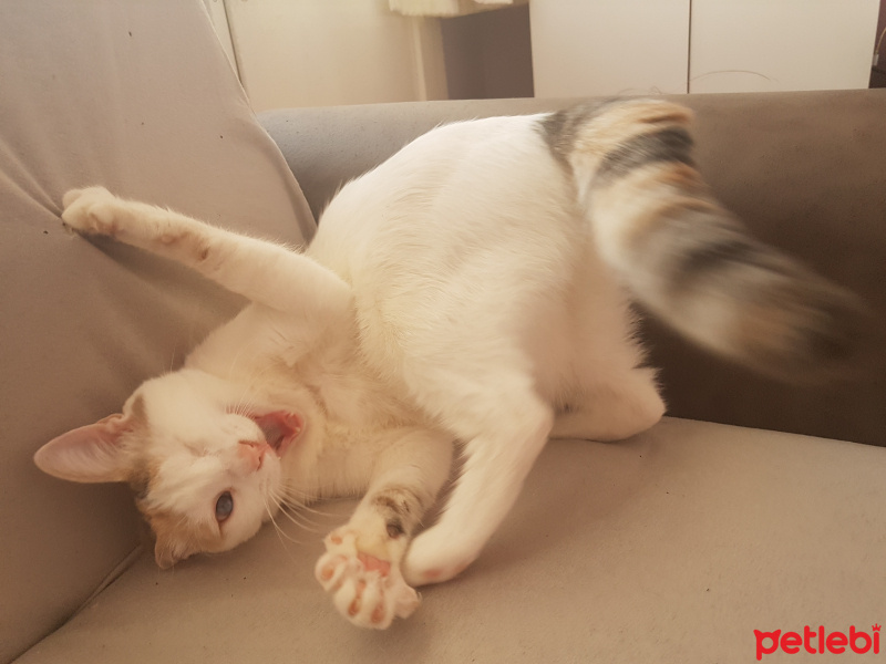 Tekir Kedi, Kedi  lokum fotoğrafı