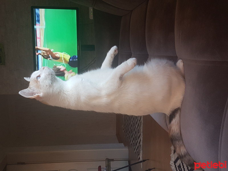 Tekir Kedi, Kedi  lokum fotoğrafı