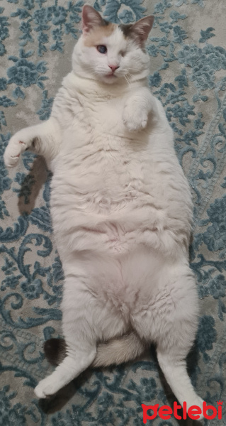 Tekir Kedi, Kedi  lokum fotoğrafı