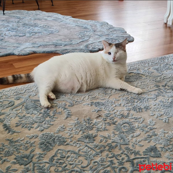 Tekir Kedi, Kedi  lokum fotoğrafı