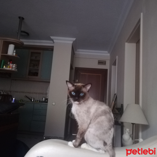 Ragdoll, Kedi  Telve fotoğrafı