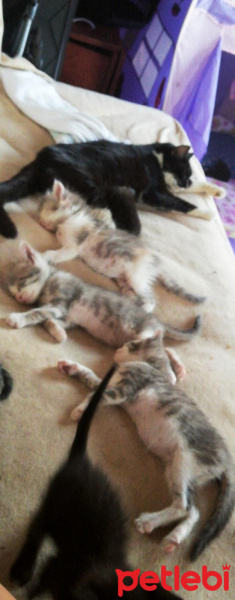 Tekir Kedi, Kedi  Yavru fotoğrafı