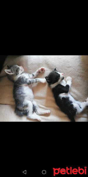 Tekir Kedi, Kedi  Yavru fotoğrafı