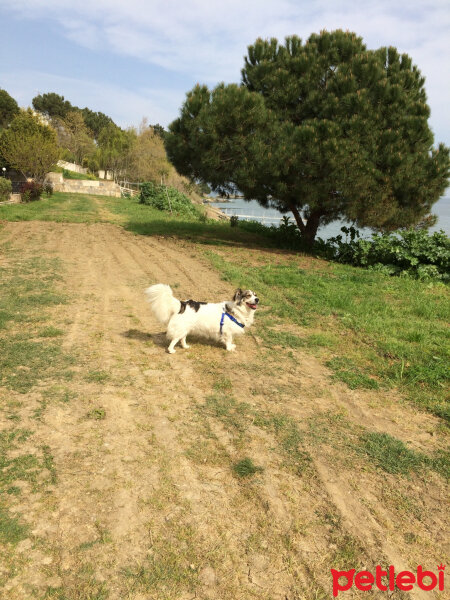 Border Collie, Köpek  Ülkü fotoğrafı