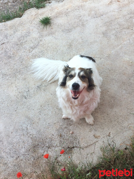 Border Collie, Köpek  Ülkü fotoğrafı